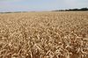 СМИ: Турция ограничила импорт пшеницы из России