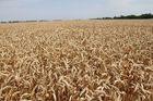 В Венесуэле хотят получать 100 тысяч тонн российской пшеницы в месяц