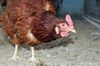 Россельхознадзор ввел запрет на экспорт мяса птицы из шести регионов РФ