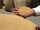 Цены на пшеницу в Египте в ноябре 2017 года
