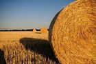 Из-за холодного лета российские аграрии потеряют до 2,6 млрд рублей – СМИ