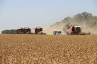 В России ожидается рекордный урожай зерна