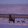 Россию погубит глобальное похолодание