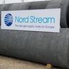 "Северный поток-2" лишил сна Яценюка