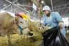 Россельхознадзор вводит запрет на импорт говяжьих субпродуктов из Евросоюза