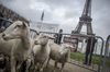 Французские фермеры блокируют дороги на границе с Германией