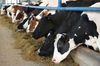 Сами ешьте такое. Зачем молочники просят расширить продуктовое эмбарго
