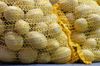 Россельхознадзор проверит картофель из Голландии