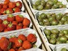 Ягодный бум. Британия хочет привлечь россиян для сбора урожая