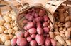 Росссельхознадзор запретил ввоз зараженного картофеля из Нидерландов
