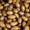 Россельхознадзор запретил украинский картофель