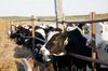 Фермеры во Франции остались без зарплаты из-за эмбарго со стороны России
