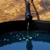 Нефть и рубль корчатся в конвульсиях