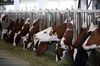 Рискованный бизнес. Почему рынок молочных продуктов заполонили суррогаты