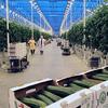 Россия замуровала турецкие агропроекты