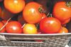 ФАС потребовала, чтобы ритейлеры сдерживали рост цен на продукты